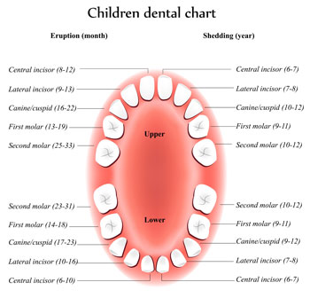 Tooth Eruption Chart - Pediatric Dentist in Ardmore, PA